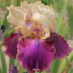 Iris germanica Jazz Festival - Baardiris