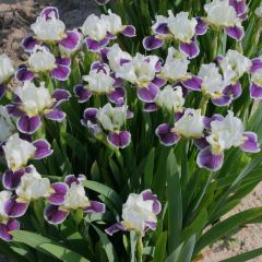 Iris germanica Making Eyes - Baardiris