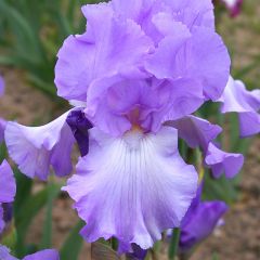 Iris germanica Mary Frances - Baardiris