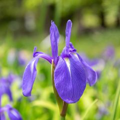 Iris laevigata - Japanse iris