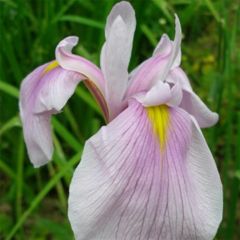 Iris laevigata Queen Victoria - Japanse iris