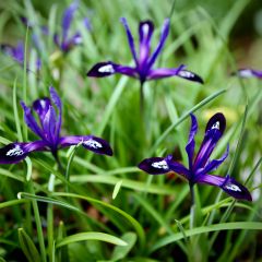 Iris reticulata Blue Note - Netiris