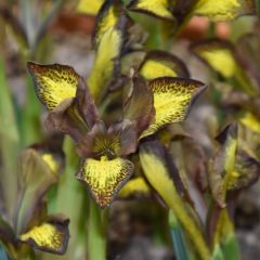Iris reticulata Mars Landing - Netiris