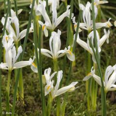 Iris reticulata Natascha - Netiris