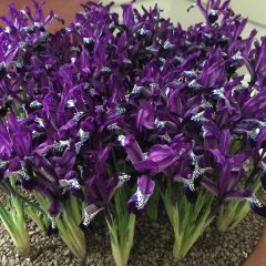 Iris reticulata Spot On - Netiris