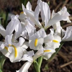Iris reticulata White Caucasus - Netiris