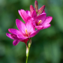 Ixia acaulis Roze Emperor - Afrikaanse korenlelie