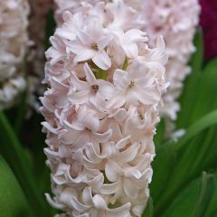 Hyacint China Pink - Hyacinthus orientalis