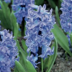 Hyacint Delft Blue (voorbehandelde bloembol)