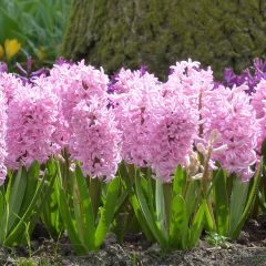 Hyacint Fondant (voorbehandelde bloembol)