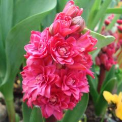 Hyacint Hollyhock - Hyacinthus orientalis