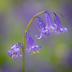 Boshyacint - Hyacinthoides non scripta