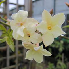 Jasminum officinale Clotted Cream - Jasmijn