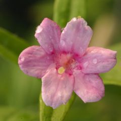 Jasminum stephanense - Chinese jasmijn
