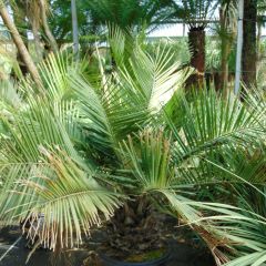 Jubaea chilensis - Chileense wijnpalm