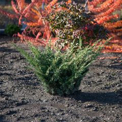Juniperus chinensis Blaauw - Chinese jeneverbes
