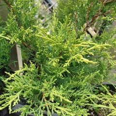 Juniperus pfitzeriana Old Gold - Chinese jeneverbes