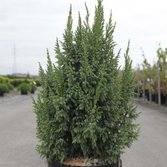 Juniperus squamata Loderi - Himalaya jeneverbes