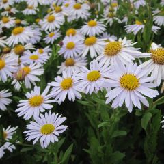 Kalimeris incisa Madiva - Zomeraster