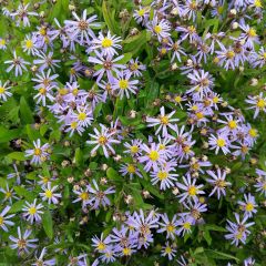 Kalimeris incisa Nana Blue - Zomeraster