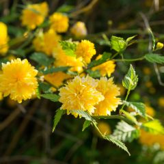 Kerria Pleniflora - Ranonkelstruik