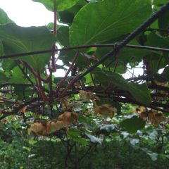 Kiwi - Actinidia chinensis Golden Delight (vrouwelijk)