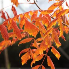 Koelreuteria paniculata Coral Sun - Gele zeepboom