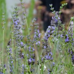 Lavandin Grappenhall - Lavandula intermedia