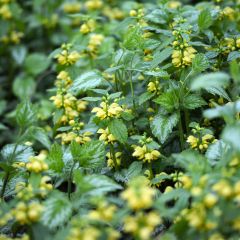 Lamiastrum galeobdolon Florentinum - Gele dovenetel