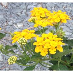 Lantana Chapel Hill Gold - Wandelaar