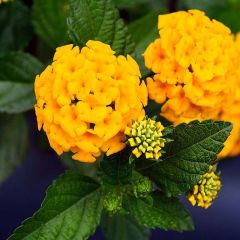 Lantana Chapel Hill Yellow - Wandelaar