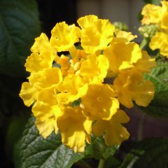 Lantana camara Evita Yellow - Wandelaar