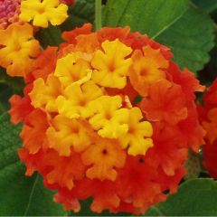 Lantana camara Evita Red - Wandelaar