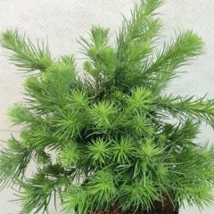 Larix kaempferi Blue Dwarf - Japanse larix