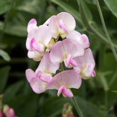 Lathyrus latifolius Roze Pearl - Wilde pronkerwt