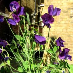 Lathyrus odoratus Matucana (zaad) - Siererwt