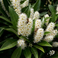 Prunus laurocerasus Otto Luyken - Laurierkers