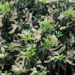 Prunus lusitanica Angustifolia - Portugese laurier