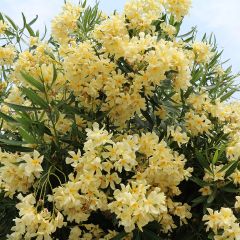 Nerium oleander Geel - Rozenlaurier