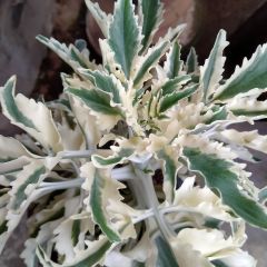 Lavandula allardii Meerlo - Bonte zoete tandlavendel