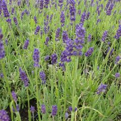 Lavandula angustifolia Twickel Purple - Echte lavendel