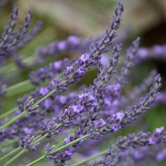 Lavandin Grosso - Lavandula intermedia