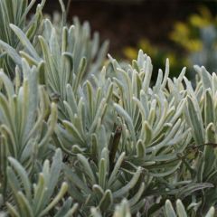 Lavandin Walburton's Silver Edge - Lavandula intermedia
