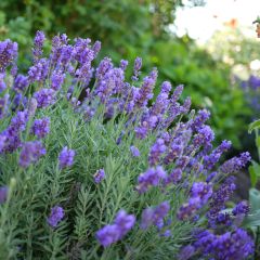 Lavandin - Lavandula intermedia