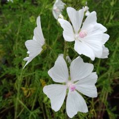 Lavatera Wit Angel – Struikmalva