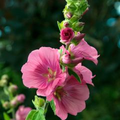 Lavatera Burgundy Wine – Struikmalva