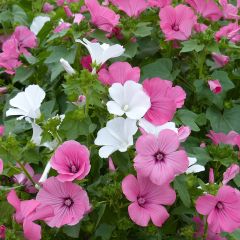 Lavatera trimestris Loveliness Mix (zaad) - Bekermalva