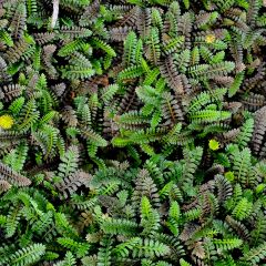 Leptinella potentillina - Koperknoopje