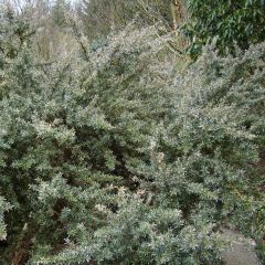 Leptospermum lanigerum Silver Sheen - Wollige theeplant
