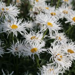 Leucanthemum Shapcott Gossamer - Tuinmargriet
